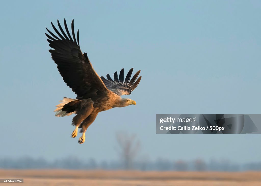 White-tailed Eagle Landing,Close-up of white flying over field