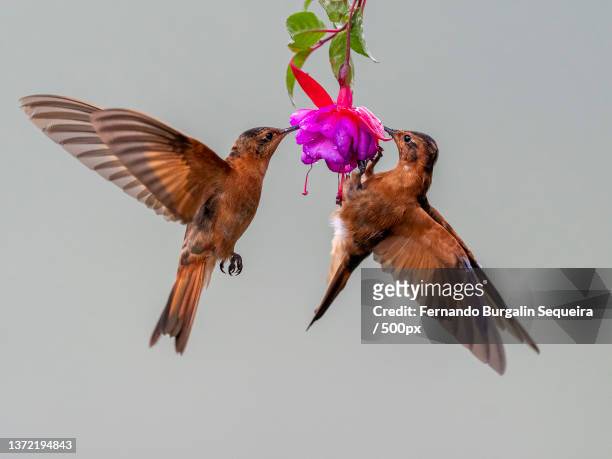shining sunbeam,close-up of humminghummingbird flying by hummingbird,manizales,caldas,colombia - wildlife colombia stock-fotos und bilder