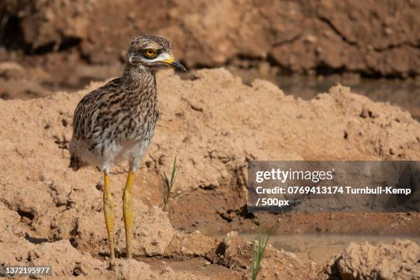 standing spotted thick-knee burhinus capensis,close-up of kite of prey perching on rock,pilanesberg national park,south africa - spotted thick knee stock pictures, royalty-free photos & images
