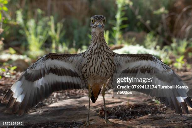 female spotted thick-knee burhinus capensis threat display,fochville,south africa - spotted thick knee stock pictures, royalty-free photos & images