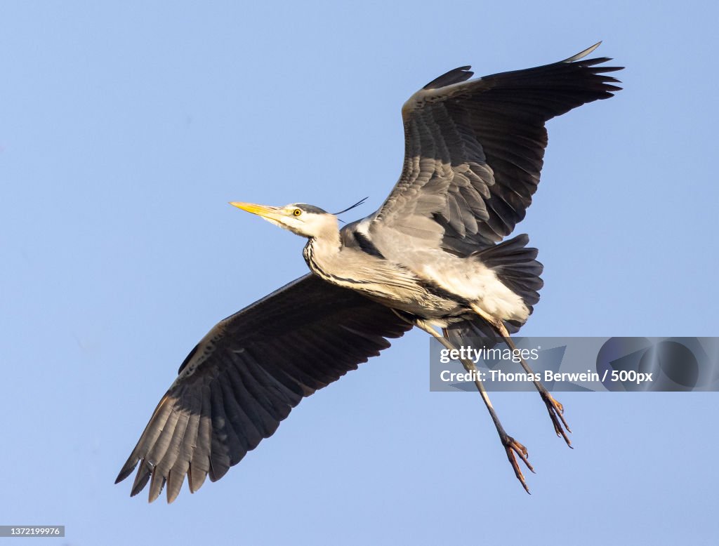Flying Heron,Low angle view of heron flying against clear sky,Greifenstein,Austria
