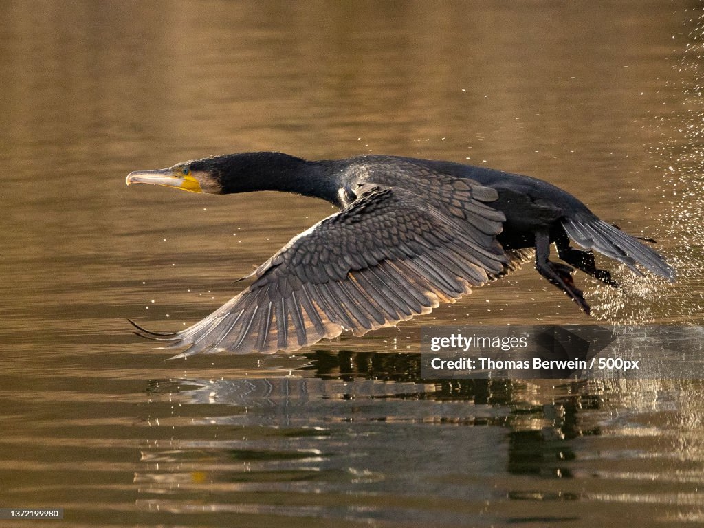 Close-up of cormorant flying over lake,Wien,Austria