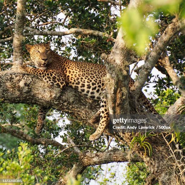 Land Of The Leopard National Park StockFotos und Bilder Getty Images