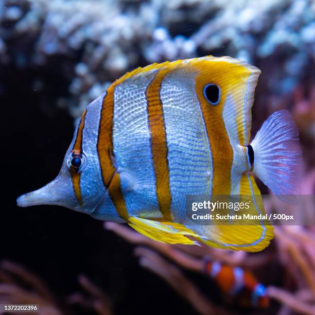 close-up of tropical butterflysaltwater beaked coralangelfish swimming in aquarium,cannery row,united states,usa - 蝴蝶魚 個照片及圖片檔