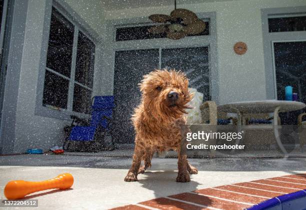 wet mini goldendoodle shaking water off body after swimming in salt water pool - play off stock pictures, royalty-free photos & images