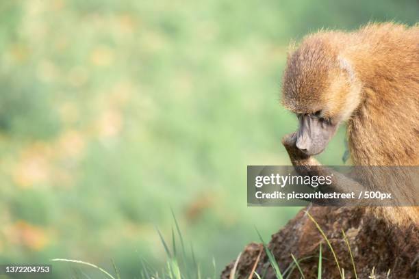 papion of guinea strugling with food,cabarceno - papion stock pictures, royalty-free photos & images