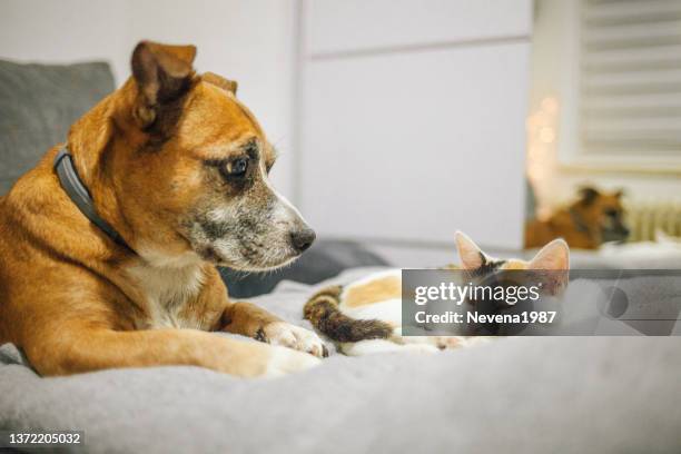 cat and dog sleeping together - cat on top of dog stock pictures, royalty-free photos & images
