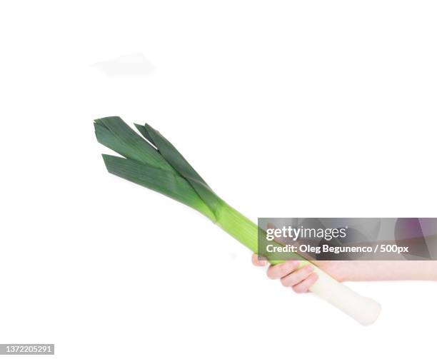 large welsh green leek in hand,cropped hand holding leaf against white background - welsh culture imagens e fotografias de stock