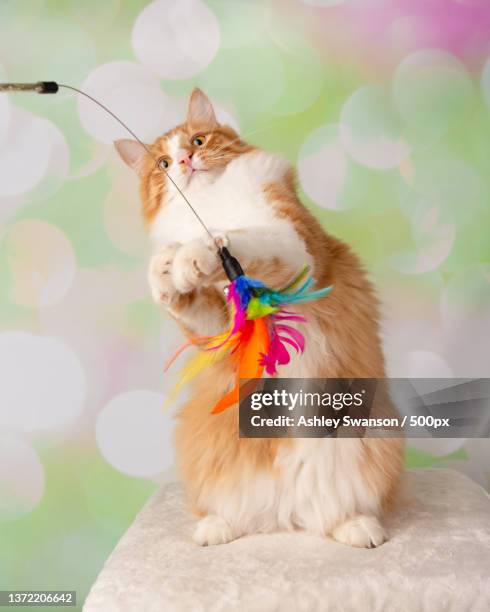 orange and white cat standing on hind legs playing with feather - cat toy stock pictures, royalty-free photos & images