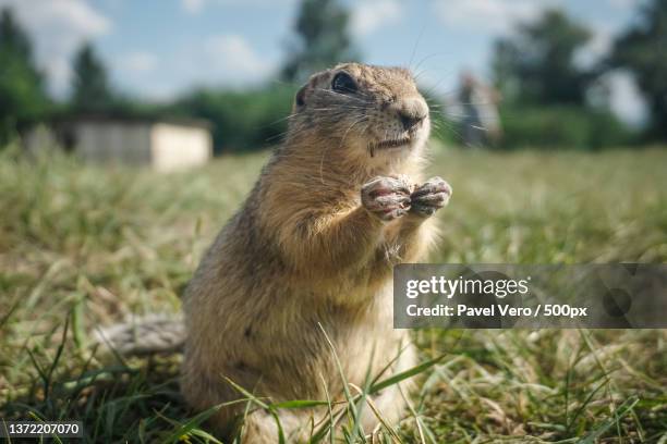 funny gopher in the park,close-up of ground columbian ground squirrel eating food on field,russia - funny groundhog fotografías e imágenes de stock