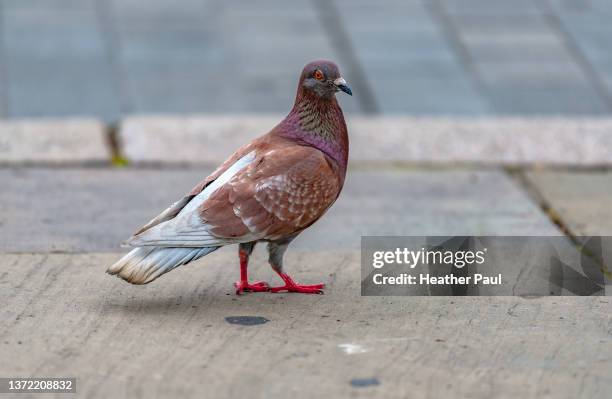side view of a pigeon with red plumage walking on a city street - columbiformes stockfoto's en -beelden