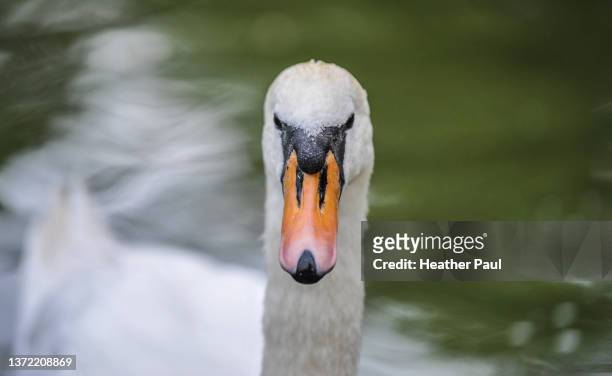 close-up face of an angry or annoyed looking white mute swan - swan photos et images de collection