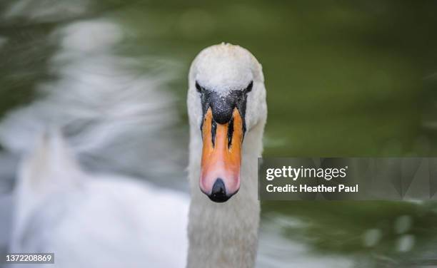 close-up face of an angry or annoyed looking white mute swan - mute swan foto e immagini stock