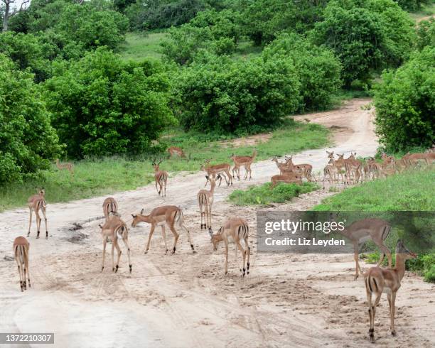 impala, aepyceros melampus, troupeau, chobe np, botswana - réserve-sauvage photos et images de collection