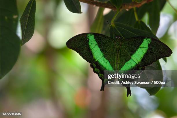 emerald swallowtail butterfly papilio palinurus,close-up of butterfly on plant - emerald swallowtail stockfoto's en -beelden