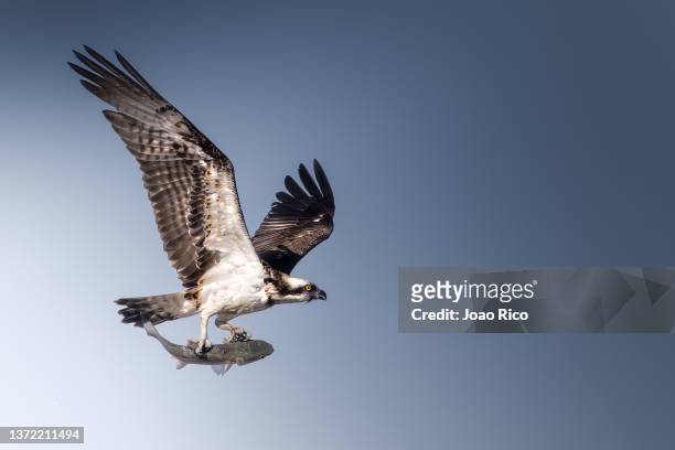 the osprey and its prey - fischadler stock-fotos und bilder