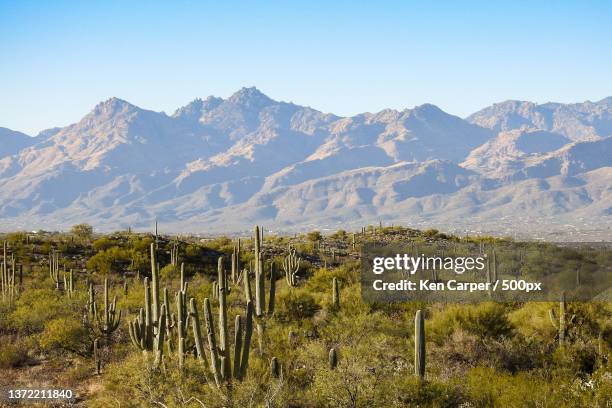 saguaro national park,arizona,scenic view of field against clear sky,saguaro national park east,united states,usa - saguaro national park stock pictures, royalty-free photos & images