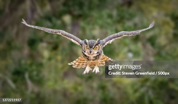 gho on the wing,close-up of great horned eagle owl flying over field,philippe park,united states,usa - great horned owl stock pictures, royalty-free photos & images