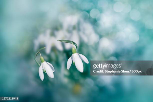 close-up of white flowering plant - snowdrops stockfoto's en -beelden