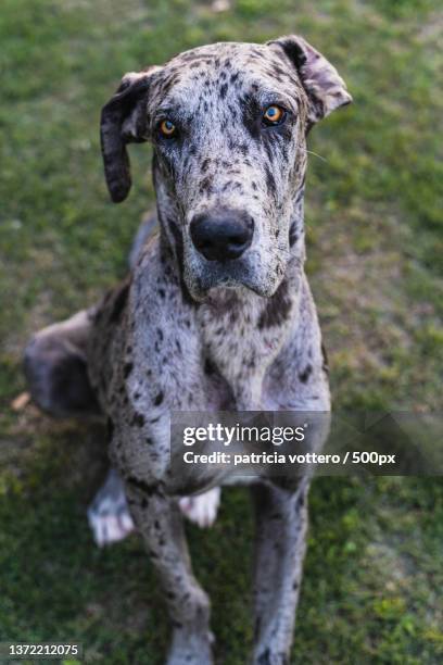 perro dalmata,portrait of sheep standing on field,argentina - dalmata stock pictures, royalty-free photos & images