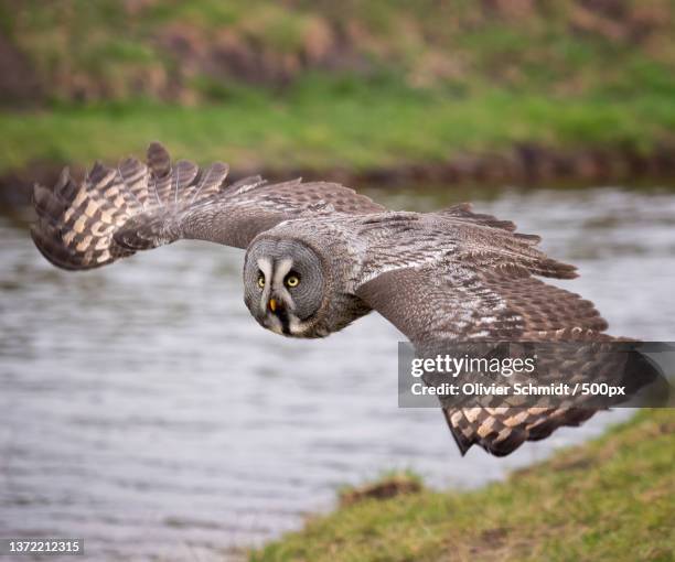 strix nebulosa,close-up of great gray great horned owl flying over field,lunteren,netherlands - laplanduil stockfoto's en -beelden