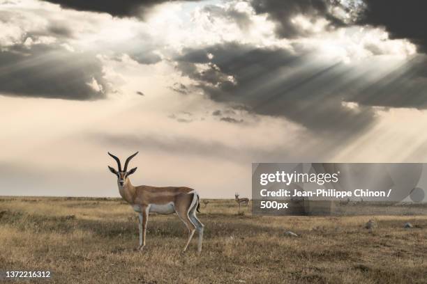 gazelle au serengeti,side view of deer standing on field against sky during sunset,serengeti,tanzania - springbok stock-fotos und bilder