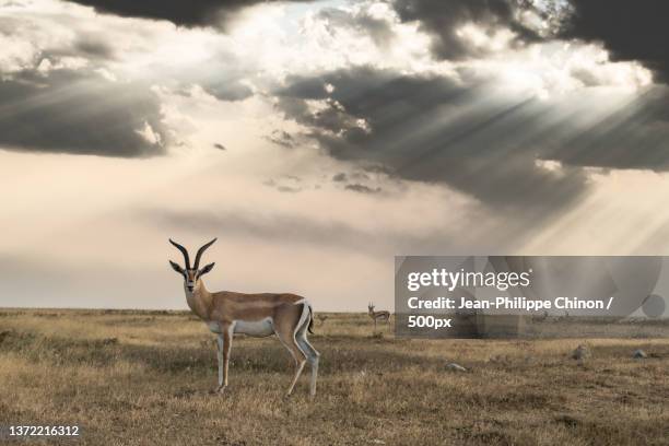 gazelle au serengeti,side view of deer standing on field against sky during sunset,serengeti,tanzania - antílope mamífero ungulado - fotografias e filmes do acervo