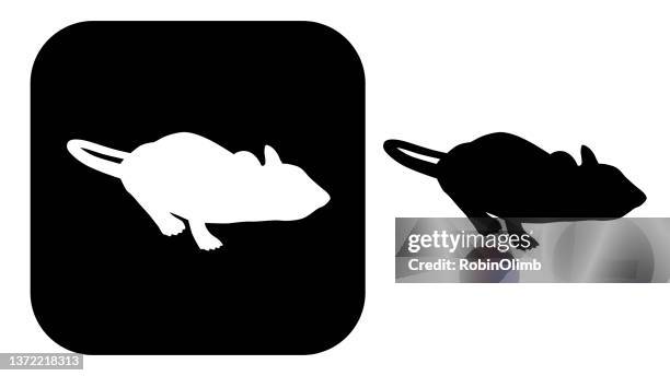 black and white rat icon. - black and white warbler stock illustrations