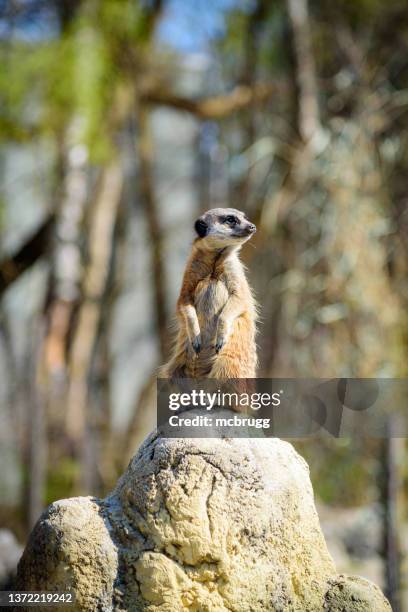 vigie de garde de suricate - suricate photos et images de collection