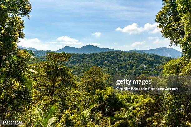 view of forest and mountains in the tijuca national park - brazil rainforest stockfoto's en -beelden