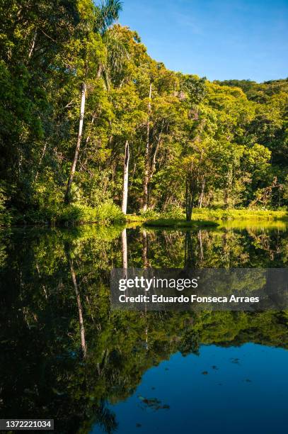 forest and a sunny clear blue sky reflected on the waters of the açude da solidão (weir of solitude) - solidão stock-fotos und bilder