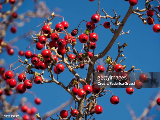 red hawthorn berries (crataegus azarolus) - hawthorn,_victoria stock pictures, royalty-free photos & images