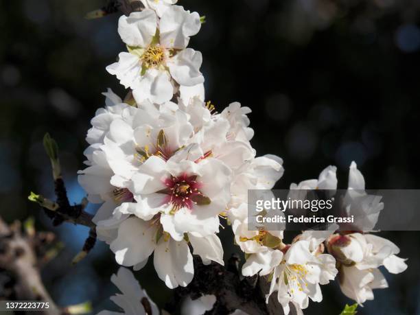 almond tree in full bloom (prunus dulcis or amygdalus communis) - almond tree photos et images de collection