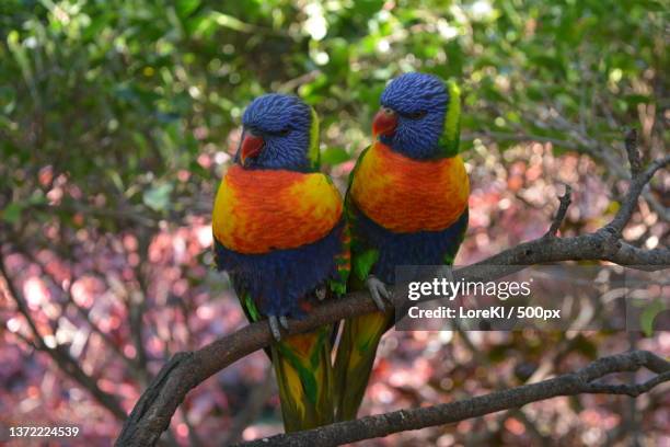 close-up of parrots perching on branch - rainbow lorikeet stock pictures, royalty-free photos & images