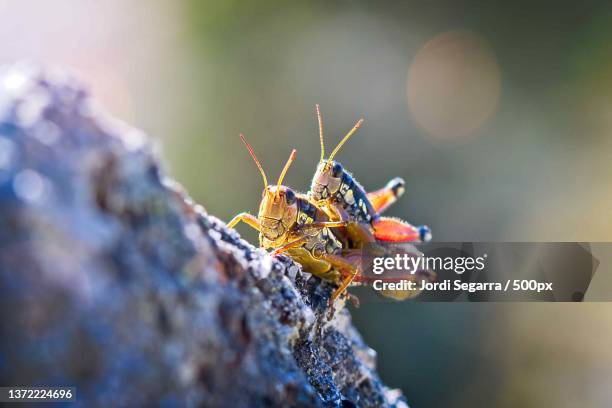 macho y hembra,close-up of insect on rock,catalonia,spain - saltamontes stock pictures, royalty-free photos & images