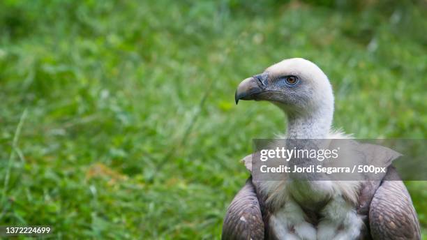 buitre leonado,close-up of vulture perching on grassy field,spain - leonado stock pictures, royalty-free photos & images