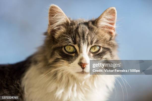 take me a picture,close-up portrait of cat - sibirisk katt bildbanksfoton och bilder