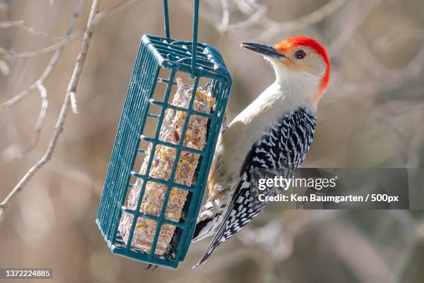 cute ginger,close-up of woodpecker perching on branch - suet stock pictures, royalty-free photos & images