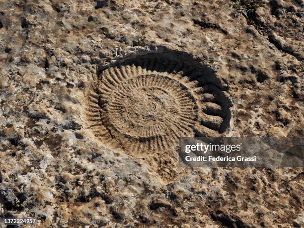 detail of fossil ammonite along the route of the ammonites at torcal de antequera, andalusia, spain. - amonite imagens e fotografias de stock