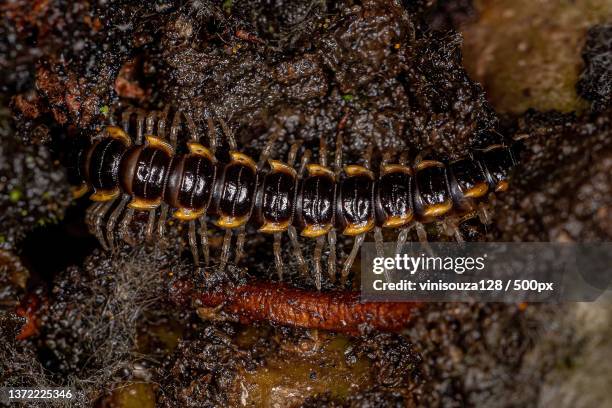 small long flange millipede,close-up of insect on rock - myriapoda stock pictures, royalty-free photos & images