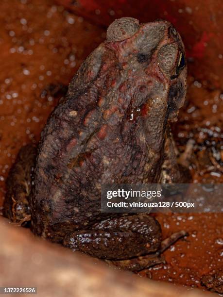 adult cururu toad,close-up of meat in plate - amblyomma stock pictures, royalty-free photos & images