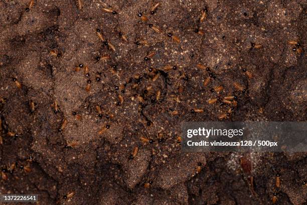 adult nasute termites,full frame shot of weathered wall - isoptera stock pictures, royalty-free photos & images