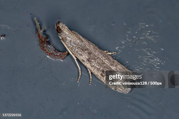 adult pyralid snout moth,high angle view of frog on lake - salobrena toxocrossa fotografías e imágenes de stock