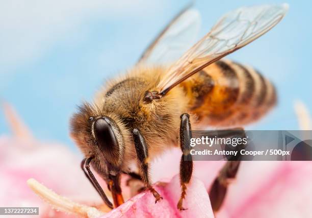 Pink Bee Insect Pink Bee Photos and Premium High Res Pictures - Getty Images