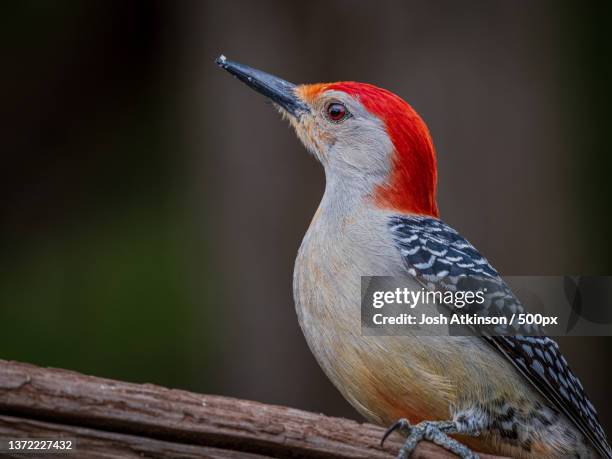 close-up of woodpecker perching on branch,marietta,ohio,united states,usa - woodpecker stock pictures, royalty-free photos & images