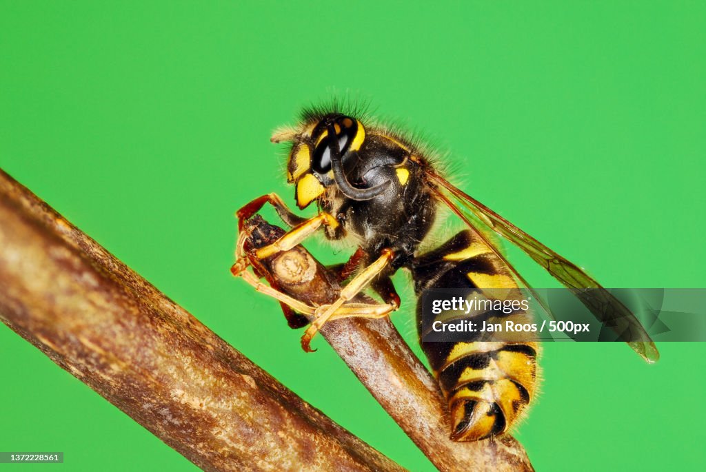 Beautiful but Common Wasp,Close-up of insect on plant