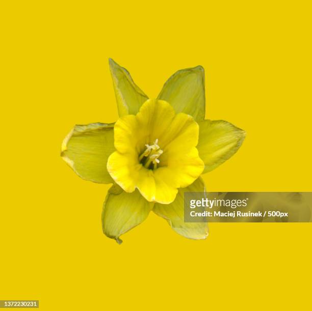 osterglocke narcisuss pseudonarcissus,close-up of yellow flower against yellow background - osterglocke bildbanksfoton och bilder
