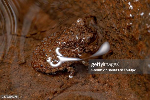 adult toad bug,close-up of sand - belostomatidae stock pictures, royalty-free photos & images