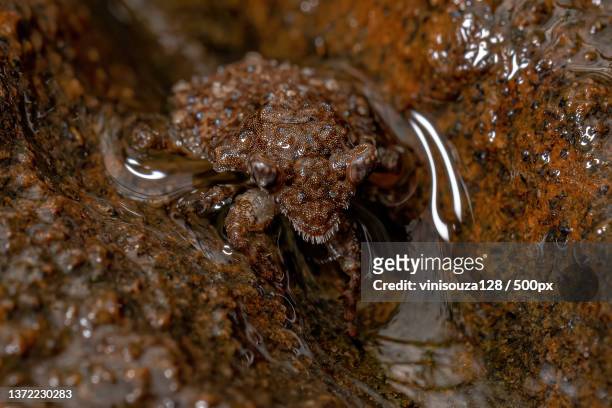 adult toad bug,close-up of frog on rock - belostomatidae stock pictures, royalty-free photos & images
