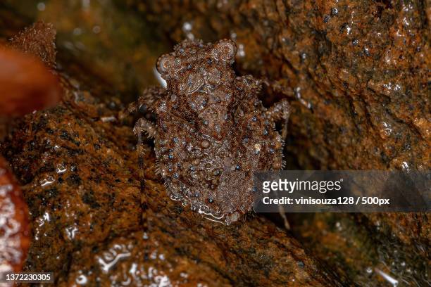 adult toad bug,close-up of fungus growing on rock - belostomatidae stock pictures, royalty-free photos & images